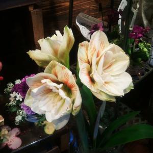 アマリリス*｜「花政」　（神奈川県小田原市の花キューピット加盟店 花屋）のブログ